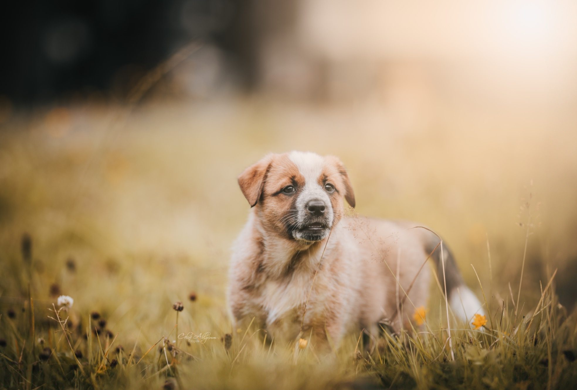 Australian Cattle Dog Welpe Hundewelpe im hohen Gras im Sonnenlicht