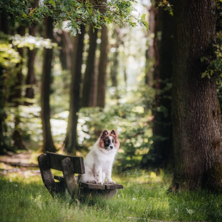 Elo Hund auf einer Bank im Wald Elo Hund auf einer Bank im Wald