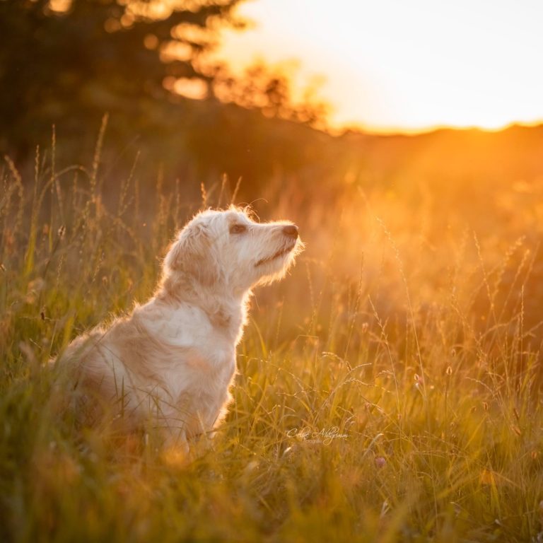 Golden Doodle im Sonnenuntergang Golden Doodle im Sonnenuntergang